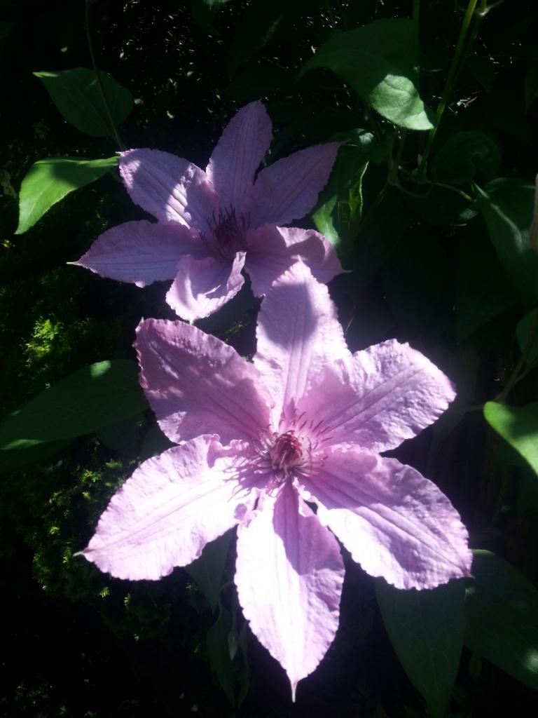  photo 20140608_151642_zpsp6agdibd.jpg